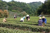利川：双河茶园美，村民采茶忙