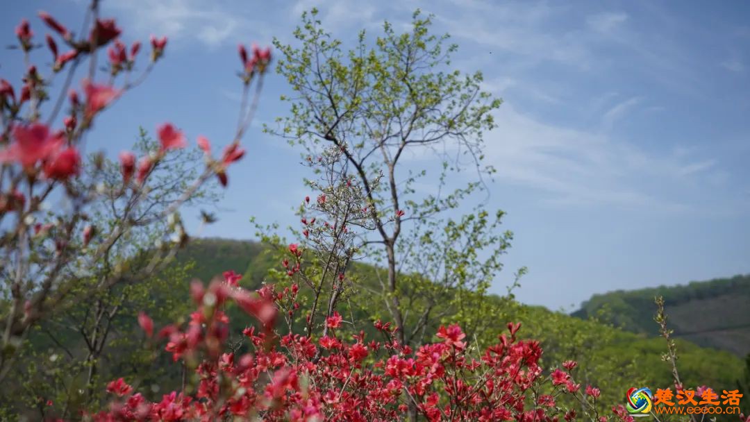 飞瀑、杜鹃、溪径！京山这个网红打卡地，约你共赴大好春光