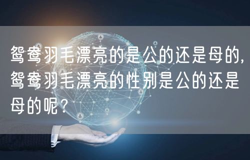 鸳鸯羽毛漂亮的是公的还是母的,鸳鸯羽毛漂亮的性别是公的还是母的呢？